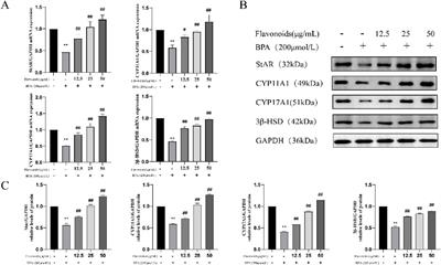 Cynomorium songaricum Rupr. flavonoids improve cyclophosphamide-induced reproductive function damage by regulating the testosterone synthesis pathway